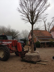 garden tree planting suffolk