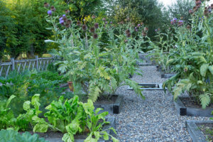 fruit garden