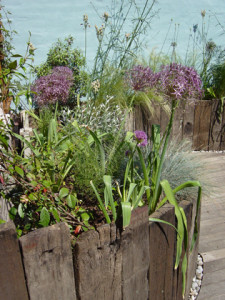 A weathered retreat purple flowers