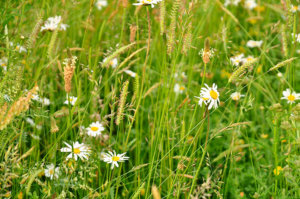 suffolk wildlife