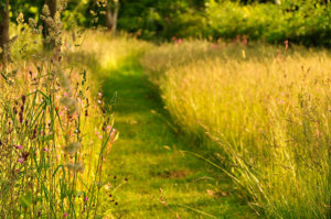 wildlife garden