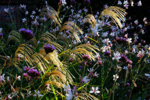 garden planting ideas