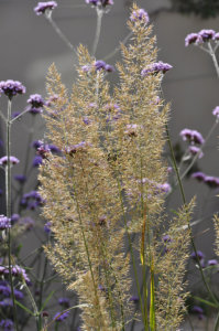 beachside garden design