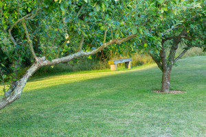 Manor garden with small bench