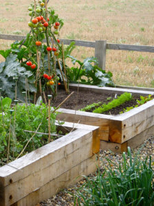 fruit garden design