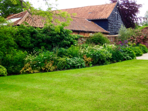 Plant away garden with row of plants and grass