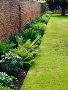 Plant away garden with row of plants