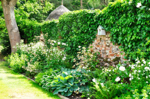 Plant away garden with white flowers