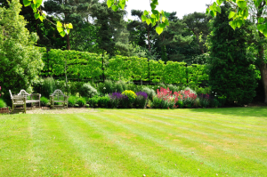 Plant away garden back view