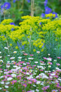planting garden designs