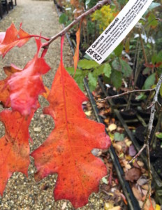 autumn colours garden design