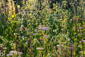 meadow garden design