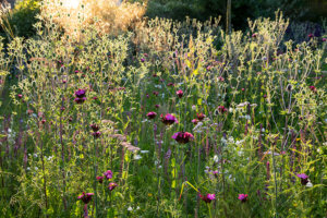 meadow garden