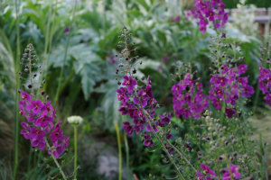samphire garden design