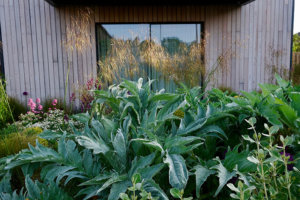 picture of samphire in a suffolk garden