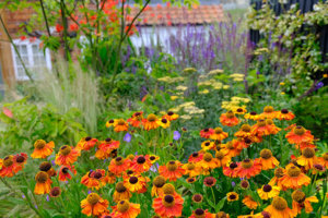 Jewel coloured garden design